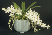 Sarcochilus falcatus in Octagon Planter