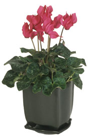 Cyclamen in Pedestal Foot Planter