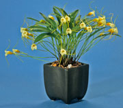 Masdevallia chuspipatae in Pedestal Foot Planter