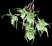 Aeranthes longipes