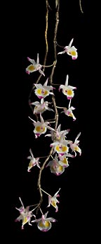 Dendrobium devonianum