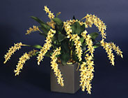 Dendrochilum cootesii