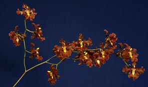 Oncidium crispum