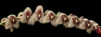 Stelis barbata