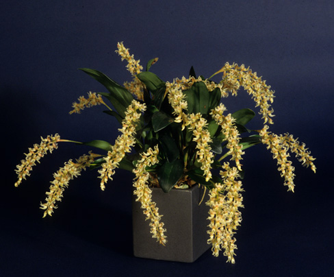 Dendrochilum cootsii 'Stony Point' plant