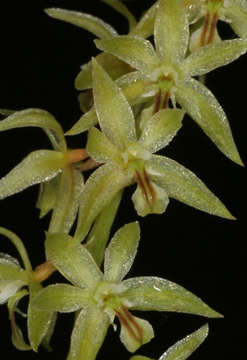 Dendrochilum gracile