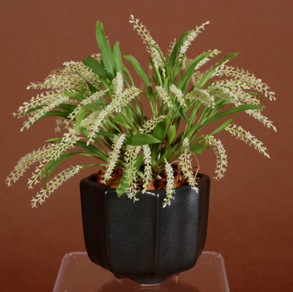 Dendrochilum longibulbon