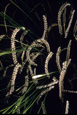 Dendrochilum tenellum 