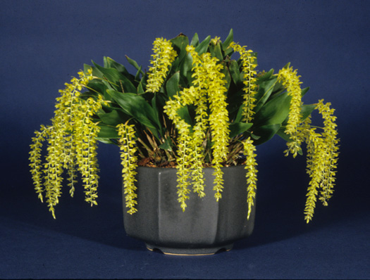 Dendrochilum uncatum 'Stony Point' 