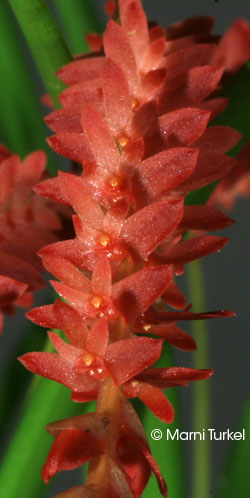 Dendrochilum wenzelii