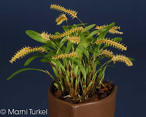 dendrochilum species yellow mini