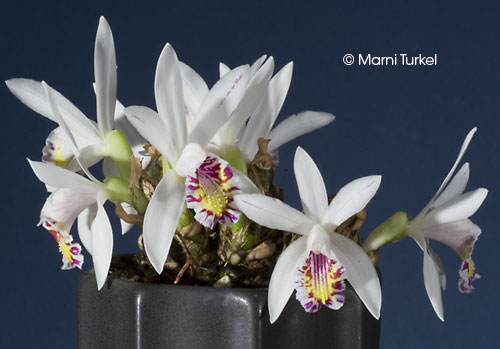 Pleione maculata