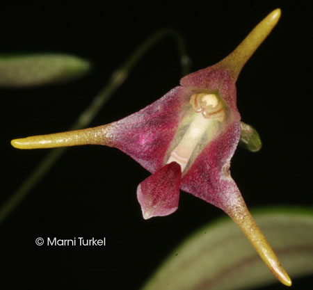 Porroglossum meridionale 'Walter'