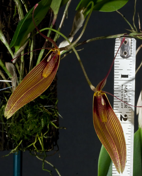 Restrepia antenifera 'Cota'