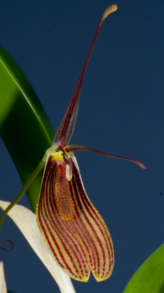 Restrepia brachypus