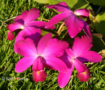 Cattleya violacea  'Jean Wilson' FCC/AOS