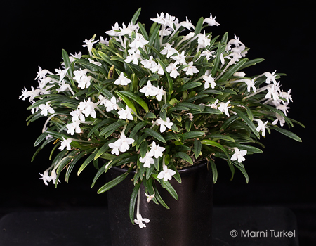 Dendrobium/Cadetia chionantha 'Big'