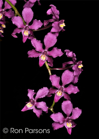 Odontoglossum edwardii