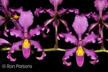 Osontoglossum edwardii