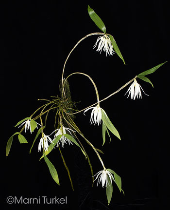 Dendrobium amboinensis