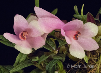 Dendrobium cuthbertsonii