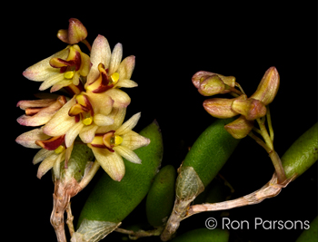 Dendrobium rigidium