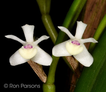 Dendrobium schuitemannii