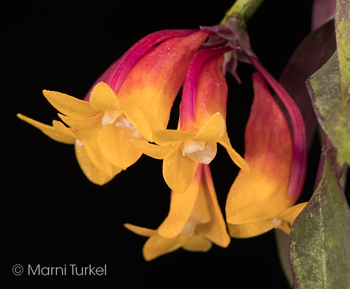 Dendrobium lawesi ('Red Yellow Bicolor 4720')