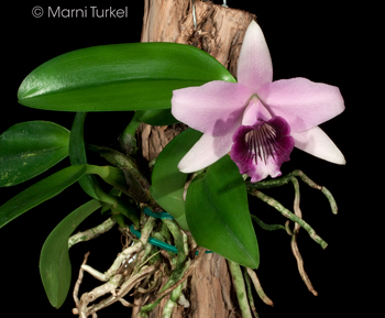 Cattleya dayana coerulea