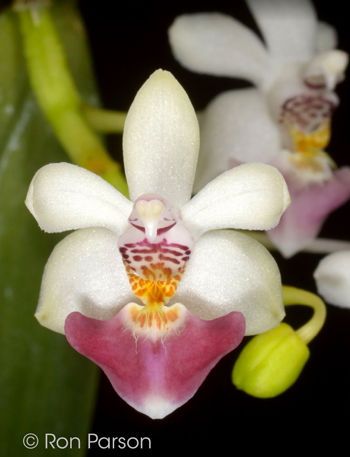 Phalaenopsis parishii