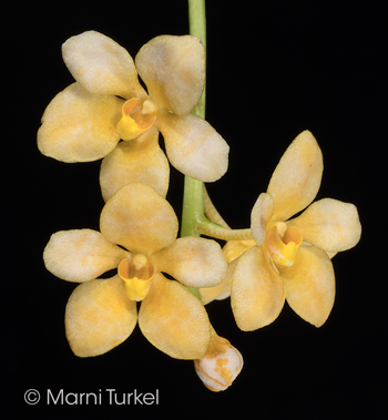 Sarcochilus (Parma x Roberta)