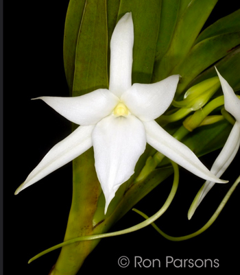 Angraecum sororium