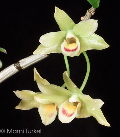 Dendrobium catenatum