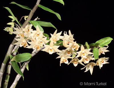 Dendrobium catenatum