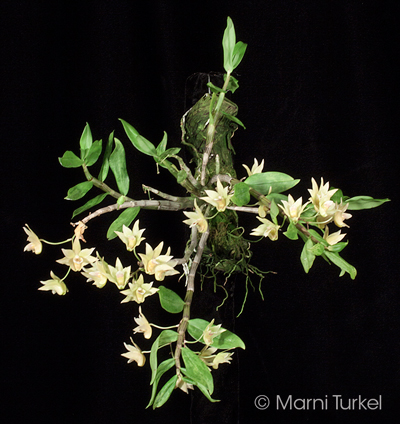 Dendrobium catenatum