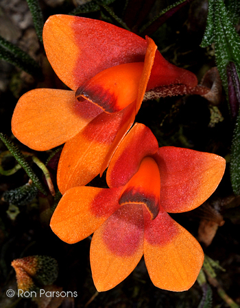 Dendrobium cuthbertsonii 'Pui's Bicolor'