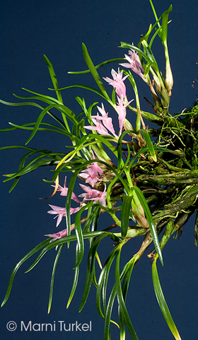 Dendrobium seranicum