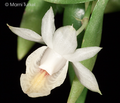 Dendrobium trinervium