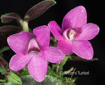 Dendrobium cuthbertsonii