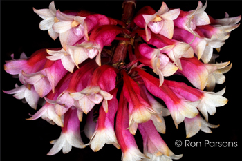 Dendrobium lawesi 'Pacific'