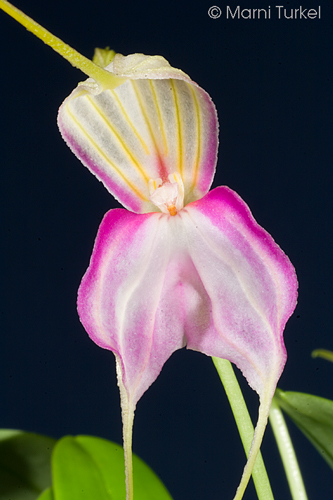 Masdevallia antonii