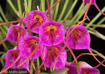 Masdevallia glandulosa