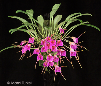 Masdevallia glandulosa