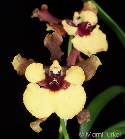 Oncidium croesus