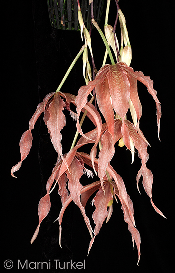 Paphinia herrerae