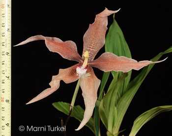 Paphinia herrerae