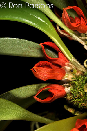 Pleurothallis (Specklinia) tribuloides