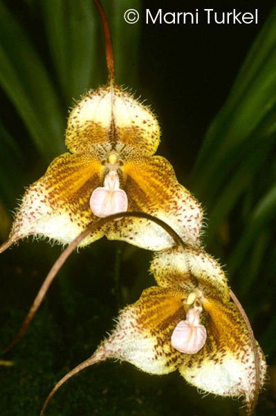 Masdevallia polystichta 'Special'