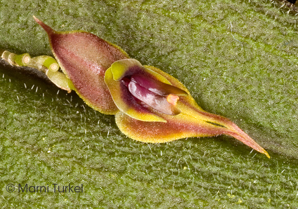 Lepanthes pubescens