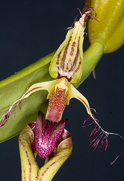 Bulbophyllum putidum